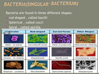 Bacteria are found in three different shapes:
 rod shaped , called bacilli
 Spherical , called cocci
 Spiral , called spirilla
 