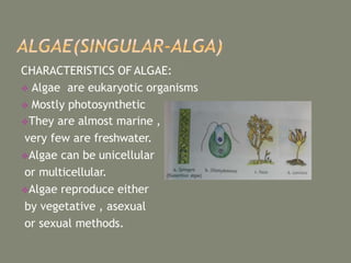 CHARACTERISTICS OF ALGAE:
 Algae are eukaryotic organisms
 Mostly photosynthetic
They are almost marine ,
very few are freshwater.
Algae can be unicellular
or multicellular.
Algae reproduce either
by vegetative , asexual
or sexual methods.
 
