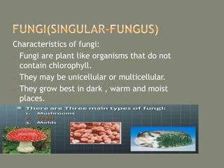 Characteristics of fungi:
o Fungi are plant like organisms that do not
contain chlorophyll.
o They may be unicellular or multicellular.
o They grow best in dark , warm and moist
places.
 