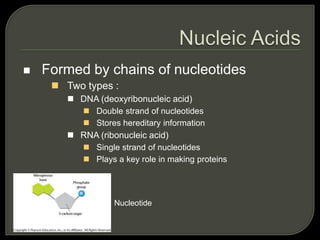  Formed by chains of nucleotides
 Two types :
 DNA (deoxyribonucleic acid)
 Double strand of nucleotides
 Stores hereditary information
 RNA (ribonucleic acid)
 Single strand of nucleotides
 Plays a key role in making proteins
Nucleotide
 
