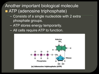 Another important biological molecule
 ATP (adenosine triphosphate)
– Consists of a single nucleotide with 2 extra
phosphate groups.
– ATP stores energy temporarily.
– All cells require ATP to function.
 
