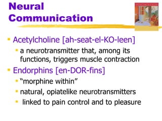 Neural
Communication

 Acetylcholine [ah-seat-el-KO-leen]
   a neurotransmitter that, among its
    functions, triggers muscle contraction
 Endorphins [en-DOR-fins]
   “morphine within”
   natural, opiatelike neurotransmitters
   linked to pain control and to pleasure
 