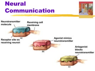Neural
   Communication
Neurotransmitter   Receiving cell
molecule           membrane




                                    Agonist mimics
Receptor site on
                                    neurotransmitter
receiving neuron
                                                       Antagonist
                                                       blocks
                                                       neurotransmitter
 