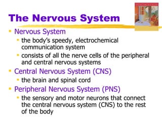 The Nervous System
 Nervous System
   the body’s speedy, electrochemical
    communication system
   consists of all the nerve cells of the peripheral
    and central nervous systems
 Central Nervous System (CNS)
   the brain and spinal cord
 Peripheral Nervous System (PNS)
   the sensory and motor neurons that connect
    the central nervous system (CNS) to the rest
    of the body
 