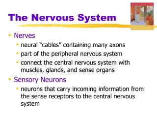 The Nervous System
 Nerves
   neural “cables” containing many axons
   part of the peripheral nervous system
   connect the central nervous system with
    muscles, glands, and sense organs
 Sensory Neurons
   neurons that carry incoming information from
    the sense receptors to the central nervous
    system
 