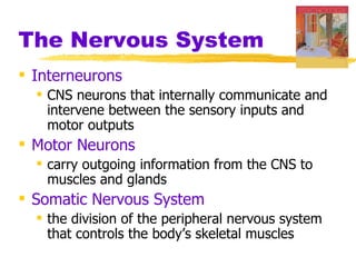 The Nervous System
 Interneurons
   CNS neurons that internally communicate and
    intervene between the sensory inputs and
    motor outputs
 Motor Neurons
   carry outgoing information from the CNS to
    muscles and glands
 Somatic Nervous System
   the division of the peripheral nervous system
    that controls the body’s skeletal muscles
 