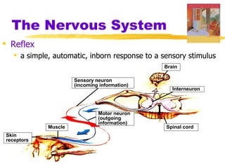 The Nervous System
 Reflex
   a simple, automatic, inborn response to a sensory stimulus
                                              Brain

                     Sensory neuron
                     (incoming information)
                                                 Interneuron



                              Motor neuron
                              (outgoing
                              information)
            Muscle                             Spinal cord
Skin
receptors
 