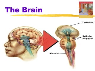 The Brain
 
