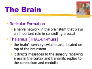 The Brain
 Reticular Formation
   a nerve network in the brainstem that plays
    an important role in controlling arousal
 Thalamus [THAL-uh-muss]
   the brain’s sensory switchboard, located on
    top of the brainstem
   it directs messages to the sensory receiving
    areas in the cortex and transmits replies to
    the cerebellum and medulla
 