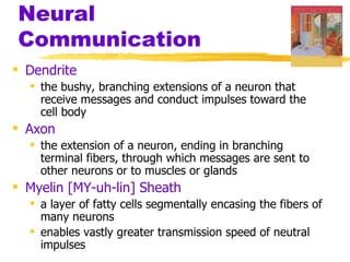 Neural
Communication
 Dendrite
   the bushy, branching extensions of a neuron that
    receive messages and conduct impulses toward the
    cell body
 Axon
   the extension of a neuron, ending in branching
    terminal fibers, through which messages are sent to
    other neurons or to muscles or glands
 Myelin [MY-uh-lin] Sheath
   a layer of fatty cells segmentally encasing the fibers of
    many neurons
   enables vastly greater transmission speed of neutral
    impulses
 