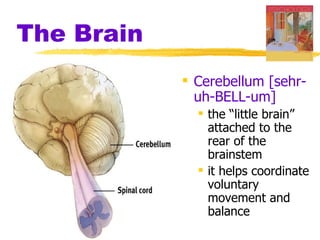 The Brain
             Cerebellum [sehr-
              uh-BELL-um]
               the “little brain”
                attached to the
                rear of the
                brainstem
               it helps coordinate
                voluntary
                movement and
                balance
 
