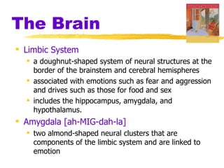 The Brain
 Limbic System
   a doughnut-shaped system of neural structures at the
    border of the brainstem and cerebral hemispheres
   associated with emotions such as fear and aggression
    and drives such as those for food and sex
   includes the hippocampus, amygdala, and
    hypothalamus.
 Amygdala [ah-MIG-dah-la]
   two almond-shaped neural clusters that are
    components of the limbic system and are linked to
    emotion
 