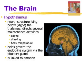 The Brain
 Hypothalamus
   neural structure lying
    below (hypo) the
    thalamus; directs several
    maintenance activities
     eating
     drinking
     body temperature
   helps govern the
    endocrine system via the
    pituitary gland
   is linked to emotion
 