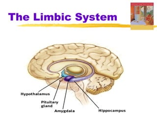 The Limbic System
 