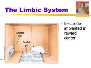 The Limbic System

                Electrode
                 implanted in
                 reward
                 center
 