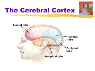 The Cerebral Cortex
 
