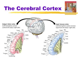 The Cerebral Cortex
 