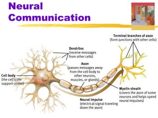 Neural
Communication
 