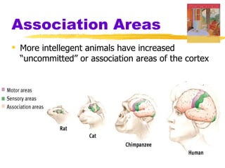 Association Areas
 More intellegent animals have increased
  “uncommitted” or association areas of the cortex
 