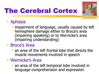 The Cerebral Cortex
 Aphasia
   impairment of language, usually caused by left
    hemisphere damage either to Broca’s area
    (impairing speaking) or to Wernicke’s area
    (impairing understanding)
 Broca’s Area
   an area of the left frontal lobe that directs the
    muscle movements involved in speech
 Wernicke’s Area
   an area of the left temporal lobe involved in
    language comprehension and expression
 