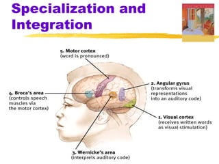 Specialization and
Integration
 