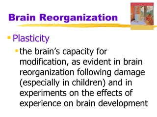 Brain Reorganization

 Plasticity
   the brain’s capacity for
    modification, as evident in brain
    reorganization following damage
    (especially in children) and in
    experiments on the effects of
    experience on brain development
 