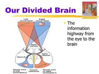 Our Divided Brain
               The
                information
                highway from
                the eye to the
                brain
 