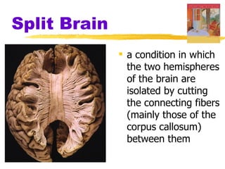 Split Brain
               a condition in which
                the two hemispheres
                of the brain are
                isolated by cutting
                the connecting fibers
                (mainly those of the
                corpus callosum)
                between them
 