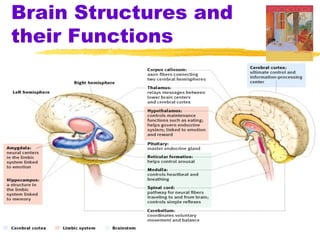 Brain Structures and
their Functions
 