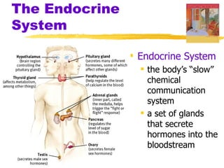 The Endocrine
System

                 Endocrine System
                   the body’s “slow”
                    chemical
                    communication
                    system
                   a set of glands
                    that secrete
                    hormones into the
                    bloodstream
 
