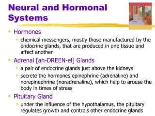 Neural and Hormonal
Systems
 Hormones
   chemical messengers, mostly those manufactured by the
    endocrine glands, that are produced in one tissue and
    affect another
 Adrenal [ah-DREEN-el] Glands
   a pair of endocrine glands just above the kidneys
   secrete the hormones epinephrine (adrenaline) and
    norepinephrine (noradrenaline), which help to arouse the
    body in times of stress
 Pituitary Gland
   under the influence of the hypothalamus, the pituitary
    regulates growth and controls other endocrine glands
 