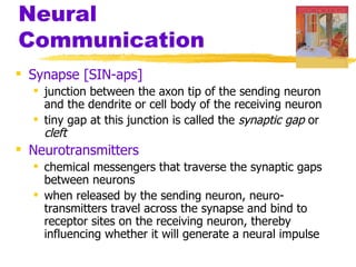 Neural
Communication
 Synapse [SIN-aps]
   junction between the axon tip of the sending neuron
    and the dendrite or cell body of the receiving neuron
   tiny gap at this junction is called the synaptic gap or
    cleft
 Neurotransmitters
   chemical messengers that traverse the synaptic gaps
    between neurons
   when released by the sending neuron, neuro-
    transmitters travel across the synapse and bind to
    receptor sites on the receiving neuron, thereby
    influencing whether it will generate a neural impulse
 