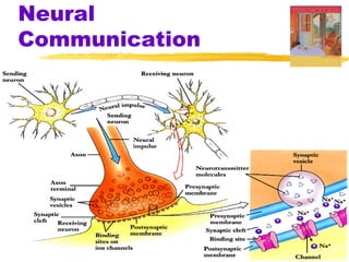 Neural
Communication
 