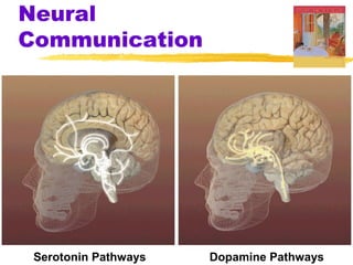 Neural
Communication




 Serotonin Pathways   Dopamine Pathways
 