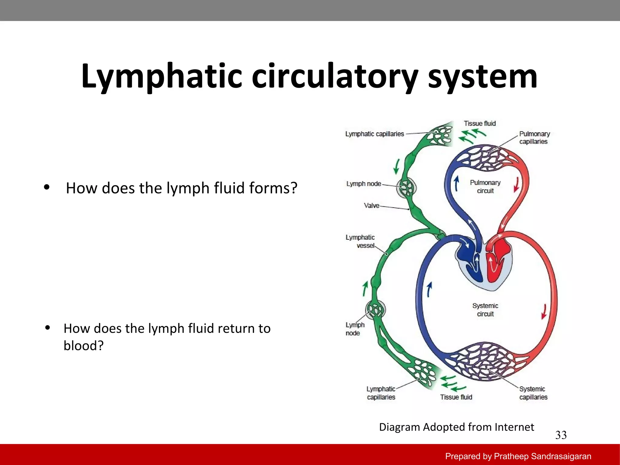 Primary and secondary lymphoid organs | PPT