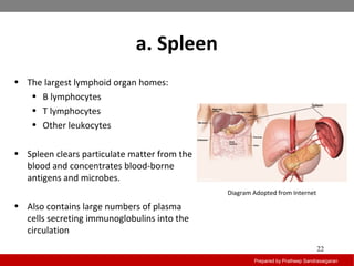 Primary and secondary lymphoid organs | PPT