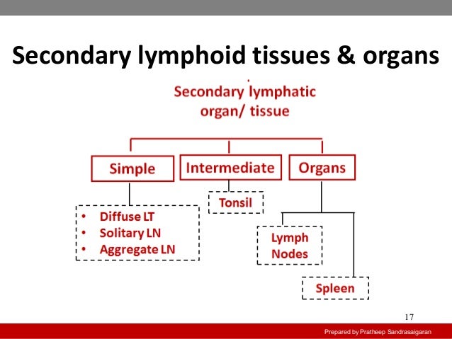 primary lymphoid organs