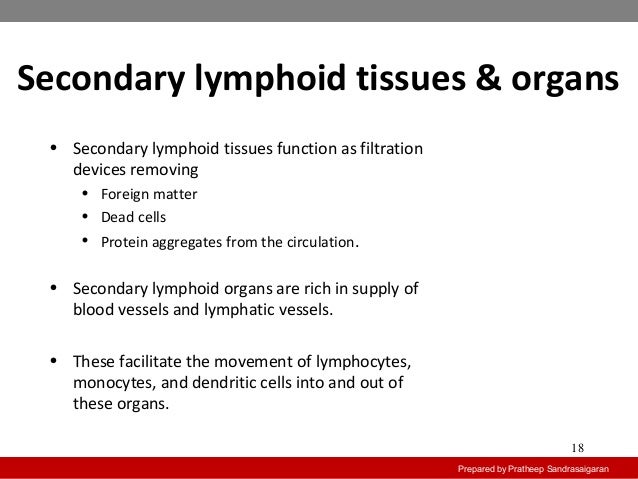 Primary and secondary lymphoid organs