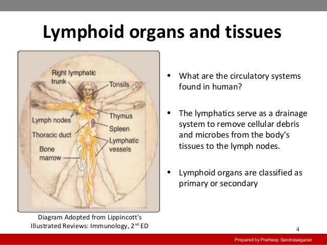 primary lymphoid organs