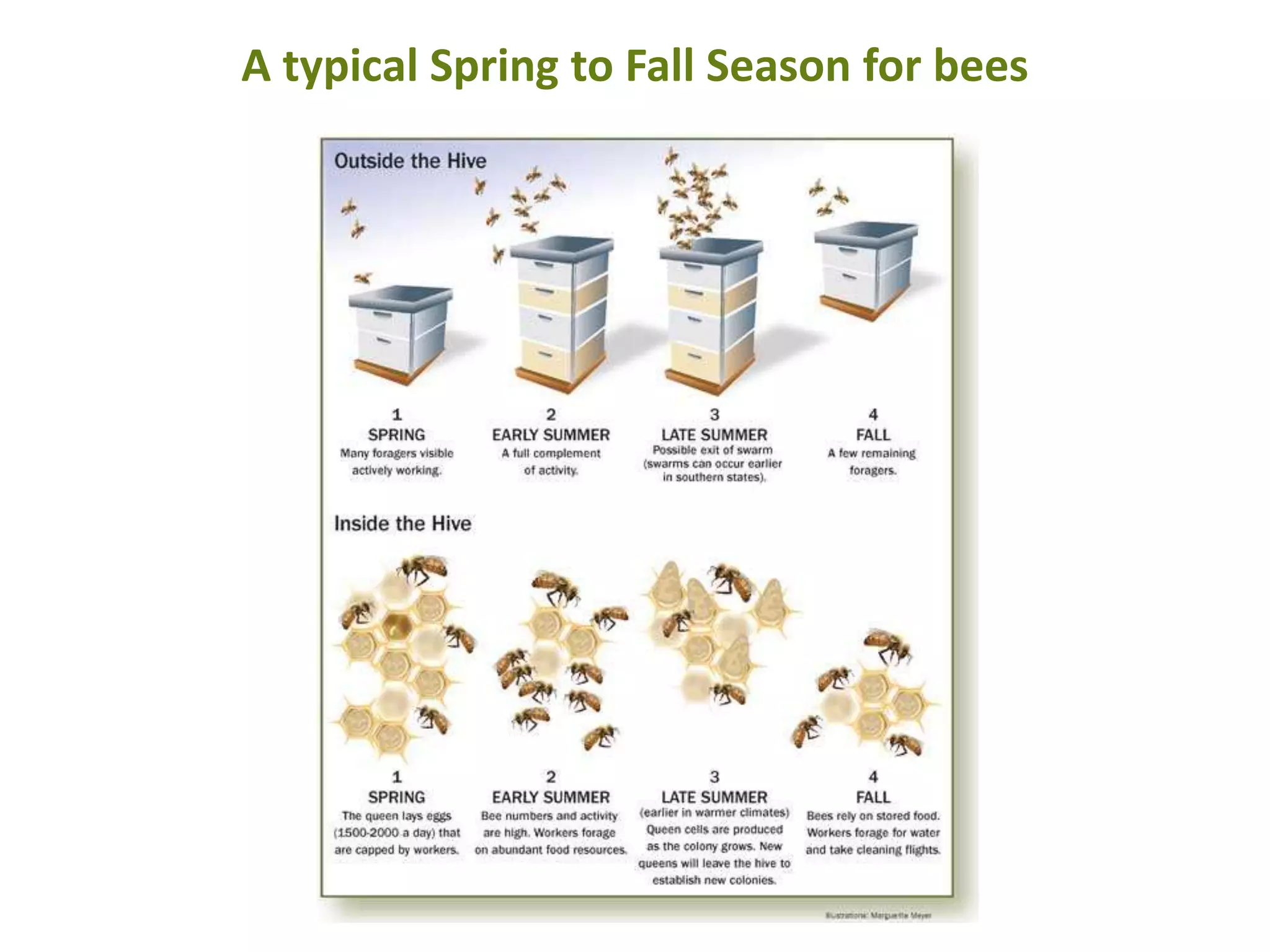 Ch 2 The Honey Bee's World, PPT by Dr. Kristen Healy, Entomologist, LSU ...