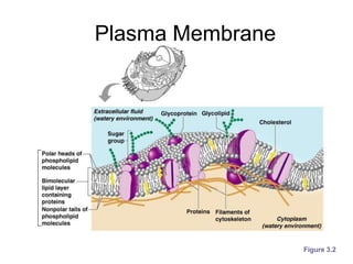 Ch 3 - Cells and Tissues.ppt