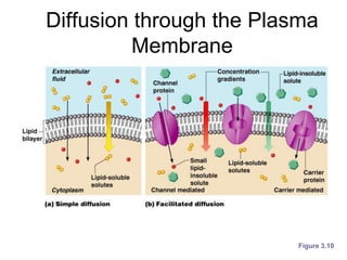 Ch 3 - Cells and Tissues.ppt