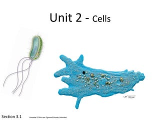 Section 3.1 Amoeba © Wim van Egmond/Visuals Unlimited
Unit 2 - Cells
 