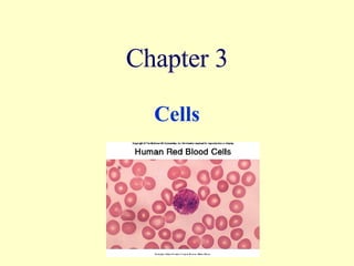 Chapter 3 Cells 