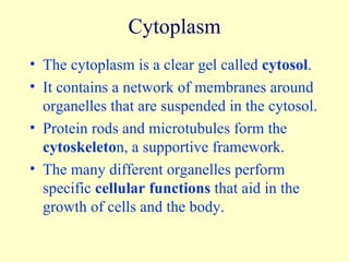 Cytoplasm The cytoplasm is a clear gel called  cytosol . It contains a network of membranes around organelles that are suspended in the cytosol. Protein rods and microtubules form the  cytoskeleto n, a supportive framework. The many different organelles perform specific  cellular functions  that aid in the growth of cells and the body. 