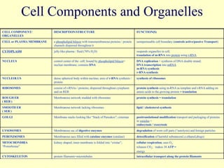 Cell Components and Organelles CELL COMPONENT/ ORGANELLES DESCRIPTION/STRUCTURE FUNCTION(S) CELL or PLASMA MEMBRANE a  phospholipid bilayer  with transmembranous proteins / protein channels dispersed throughout it semipermeable cell boundary ( controls active/passive   Transport ) CYTOPLASM jelly-like plasma / fluid (70% H 2 O) suspends organelles in cell;  translation of m-RNA  into  protein  using  t-RNA NUCLEUS control center of the  cell; bound by  phospholipid bilayer = nuclear membrane; contains  DNA DNA replication  = synthesis of DNA double strand;  DNA transcription  into  mRNA m-RNA synthesis   r-RNA synthesis NUCLEOLUS dense spherical body within nucleus; area of  r-RNA  synthesis / protein synthesis of ribosomes RIBOSOMES consist of r-RNAs / proteins; dispersed throughout cytoplasm and on RER protein synthesis  using m-RNA as template and t-RNA adding on amnio acids to the growing protein  = translation ROUGH ER ( RER ) Membranous network studded with ribosomes protein synthesis = translation SMOOTH ER  ( SER ) Membranous network lacking ribosomes lipid / cholesterol synthesis GOLGI Membrane stacks looking like “Stack of Pancakes”; cisternae posttranslational modification  transport and packaging of proteins in  vesicles  = endocytosis / exocytosis LYSOSOMES Membranous sac of  digestive enzymes degradation  of worn cell parts (“autolysis) and foreign particles PEROXISOMES Membranous sacs filled with  catalase enzymes  (catalase) detoxification  of harmful substances(i.e.ethanol,drugs) MITOCHONDRIA “ Powerhouse” kidney shaped; inner membrane is folded into “cristae”;  cellular respiration ; uses O 2 , releases CO 2 ;  makes 38  ATP = energy CYTOSKELETON protein filaments=microtubules intracellular transport along the protein filaments 