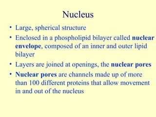 Nucleus Large, spherical structure Enclosed in a phospholipid bilayer called  nuclear envelope , composed of an inner and outer lipid bilayer Layers are joined at openings, the  nuclear pores Nuclear pores  are channels made up of more than 100 different proteins that allow movement in and out of the nucleus 