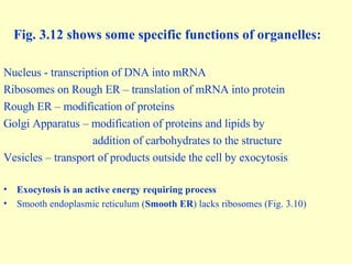 Fig. 3.12 shows some specific functions of organelles: Nucleus - transcription of DNA into mRNA Ribosomes on Rough ER – translation of mRNA into protein Rough ER – modification of proteins Golgi Apparatus – modification of proteins and lipids by  addition of carbohydrates to the structure Vesicles – transport of products outside the cell by exocytosis Exocytosis is an active energy requiring process Smooth endoplasmic reticulum ( Smooth ER ) lacks ribosomes (Fig. 3.10) 