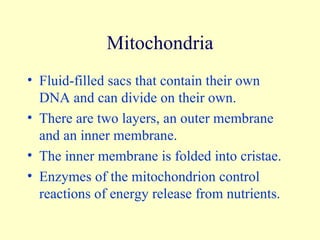 Mitochondria Fluid-filled sacs that contain their own DNA and can divide on their own. There are two layers, an outer membrane and an inner membrane. The inner membrane is folded into cristae. Enzymes of the mitochondrion control reactions of energy release from nutrients. 