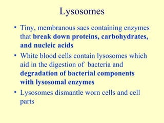 Lysosomes Tiny, membranous sacs containing enzymes that  break down proteins, carbohydrates, and nucleic acids White blood cells contain lysosomes which aid in the digestion of  bacteria and  degradation of bacterial components with lysosomal enzymes Lysosomes dismantle worn cells and cell parts 